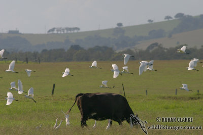 Cattle Egret 4719.jpg