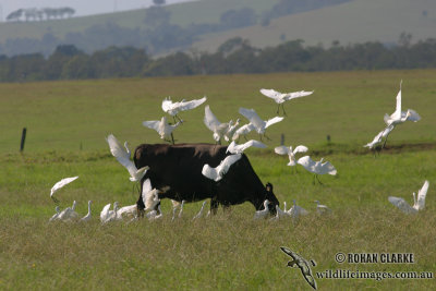 Cattle Egret 4722.jpg