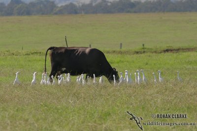 Cattle Egret 4724.jpg