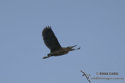 Striated Heron 1204.jpg