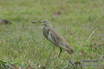 Javan Pond-Heron 2970.jpg