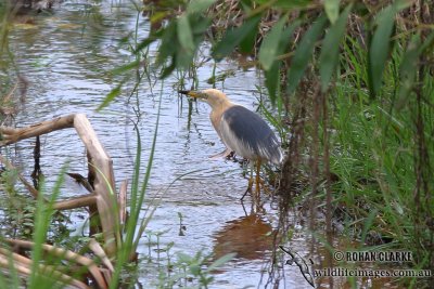 Javan Pond-Heron 4136.jpg