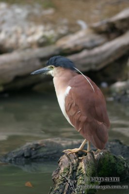 Nankeen Night-Heron 6109.jpg