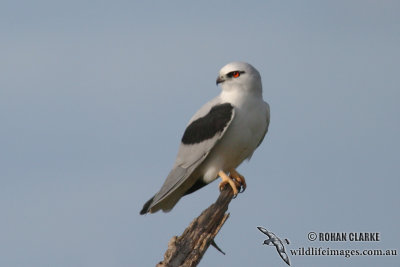 Black-shouldered Kite 4834.jpg