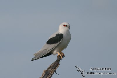 Black-shouldered Kite 4835.jpg