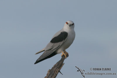 Black-shouldered Kite 4840.jpg