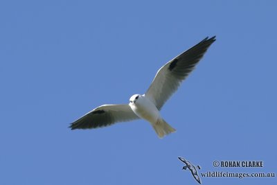 Black-shouldered Kite 5370.jpg