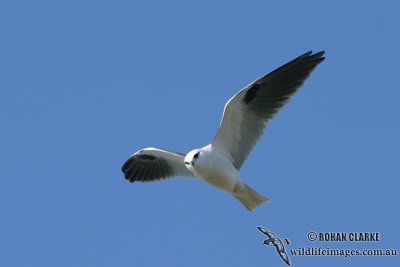 Black-shouldered Kite 5371.jpg
