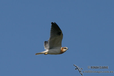 Black-shouldered Kite 8415.jpg