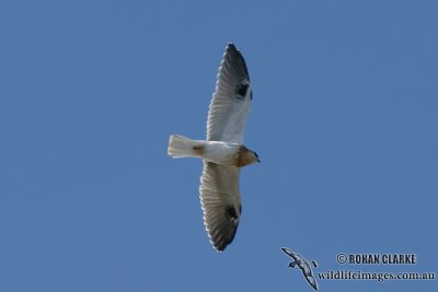 Black-shouldered Kite 8420.jpg