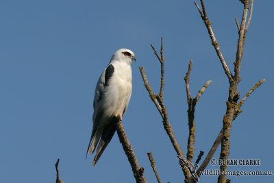 Black-shouldered Kite 8432.jpg