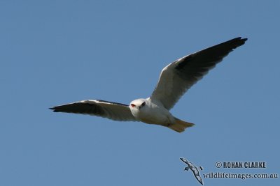 Black-shouldered Kite 8440.jpg