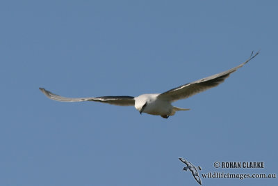 Black-shouldered Kite 8442.jpg