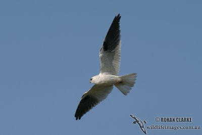 Black-shouldered Kite 8443.jpg