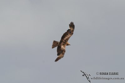 Square-tailed Kite 0911.jpg