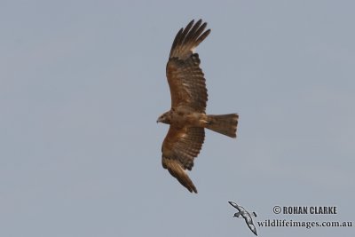 Square-tailed Kite 0914.jpg