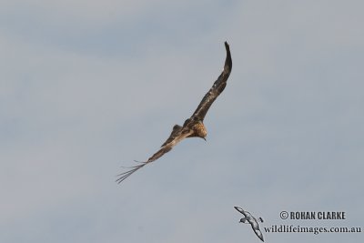 Square-tailed Kite 0915.jpg