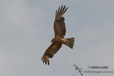 Square-tailed Kite 0916.jpg