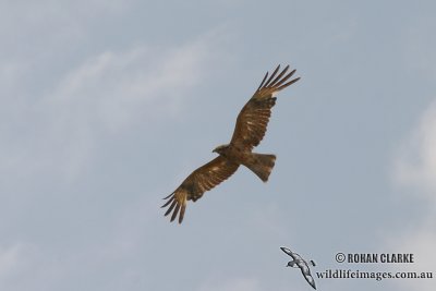 Square-tailed Kite 0921.jpg