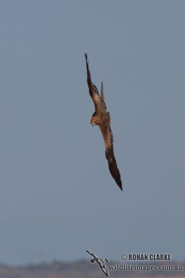 Black Kite 9089.jpg