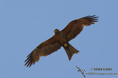 Black Kite 9352.jpg