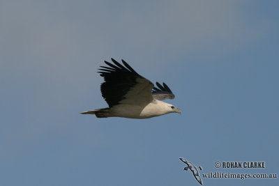 White-bellied Sea-Eagle 0109.jpg