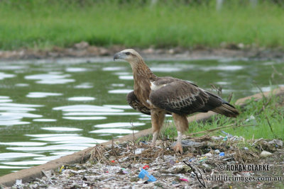 White-bellied Sea-Eagle 4491.jpg