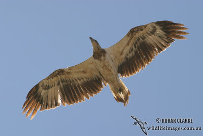 White-bellied Sea-Eagle 8703.jpg