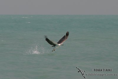White-bellied Sea-Eagle 9480.jpg