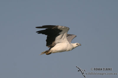 White-bellied Sea-Eagle 9981.jpg