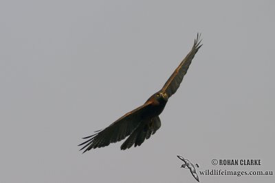 Brown Goshawk 1623.jpg