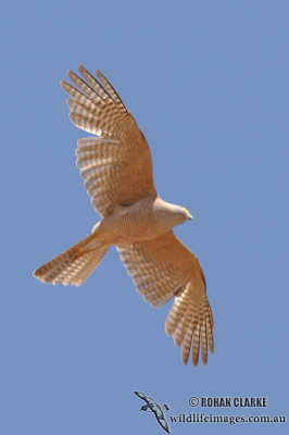 Collared Sparrowhawk 0719.jpg