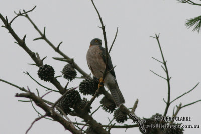 Collared Sparrowhawk 4962.jpg
