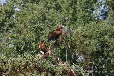 Wedge-tailed Eagle 0334.jpg