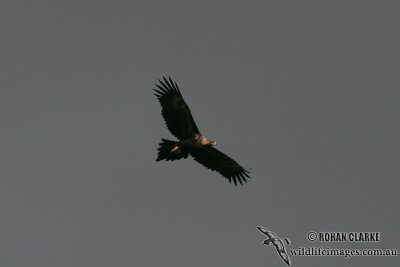 Wedge-tailed Eagle 3303.jpg