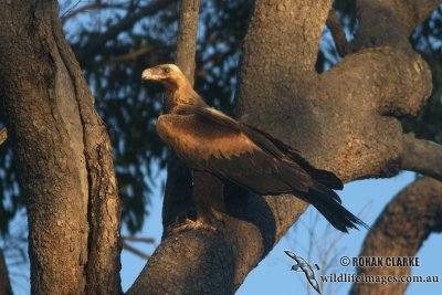 Wedge-tailed Eagle 5270.jpg