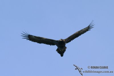 Wedge-tailed Eagle 5498.jpg