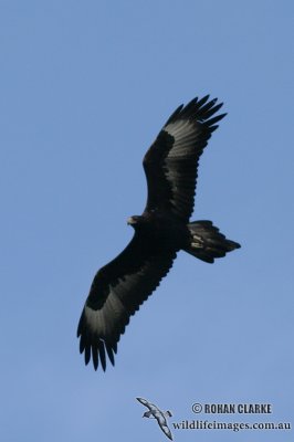 Wedge-tailed Eagle