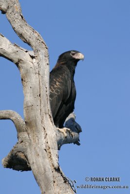 Wedge-tailed Eagle 5709.jpg