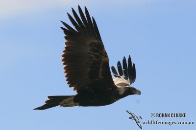 Wedge-tailed Eagle 5912.jpg
