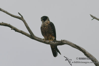 Australian Hobby 4951.jpg