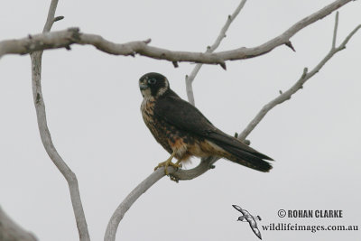 Australian Hobby 4959.jpg