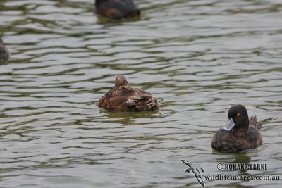 New Zealand Scaup 4017.jpg