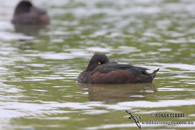 New Zealand Scaup 4030.jpg