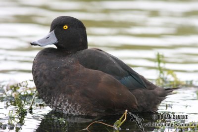 New Zealand Scaup 4044.jpg