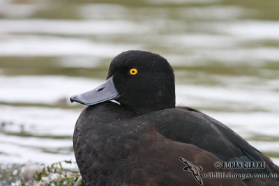 New Zealand Scaup