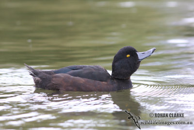 New Zealand Scaup 4054.jpg