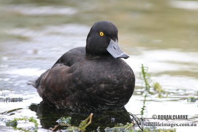 New Zealand Scaup 4089.jpg