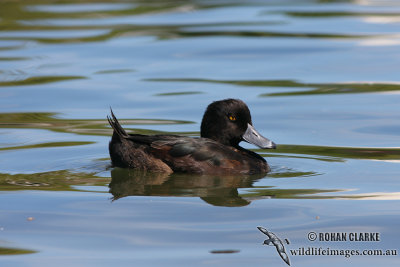 New Zealand Scaup 4300.jpg