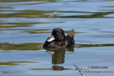 New Zealand Scaup 4302.jpg